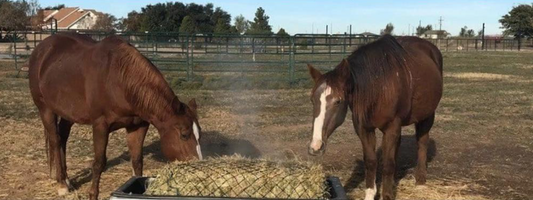 Haygain Hay Steamer, a lifesaver for horses with respiratory problems