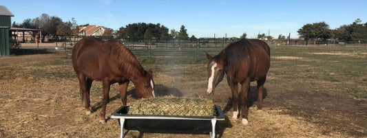 Tipper the Twice-Rescued Horse