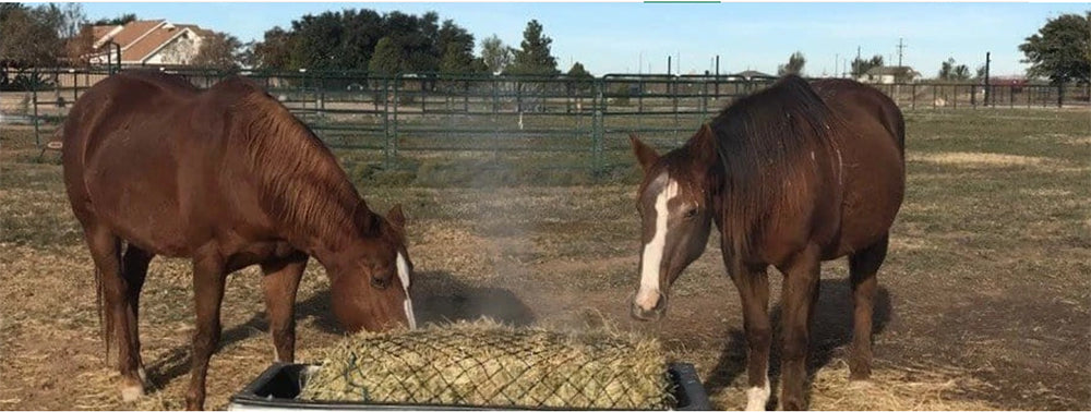 Tipper the Twice-Rescued Horse