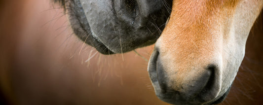 Equine Asthma