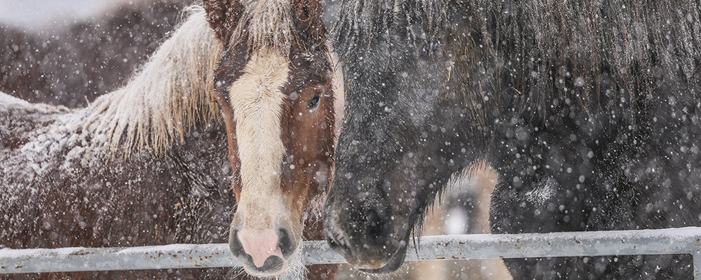 Asthma – A Cold Weather Problem for Riders and Horses