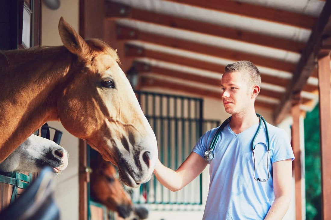 Equine Ulcers Behavior