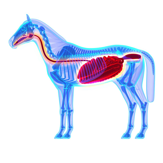 Understanding how the equine digestive system works to help reduce the risk of health problems