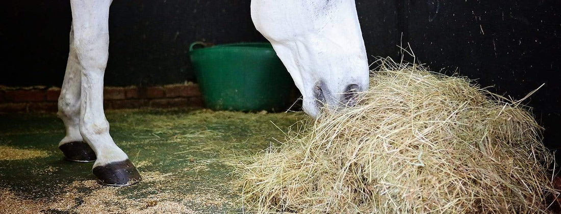 Fiber for the Performance Horse: Something to chew over