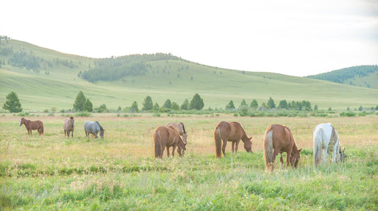 Katy Willings - Forage in Mongolia