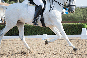 Ask the Vet, Part 3: Why is steaming hay important for my performance horse?