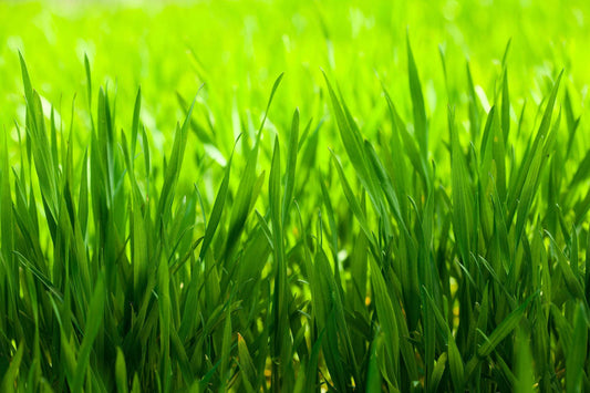 Beware of sugar rich grass this Spring