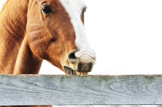 The link between feed intake behaviour and stereotypies