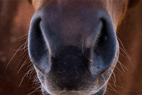 Respiratory disease in competition horses