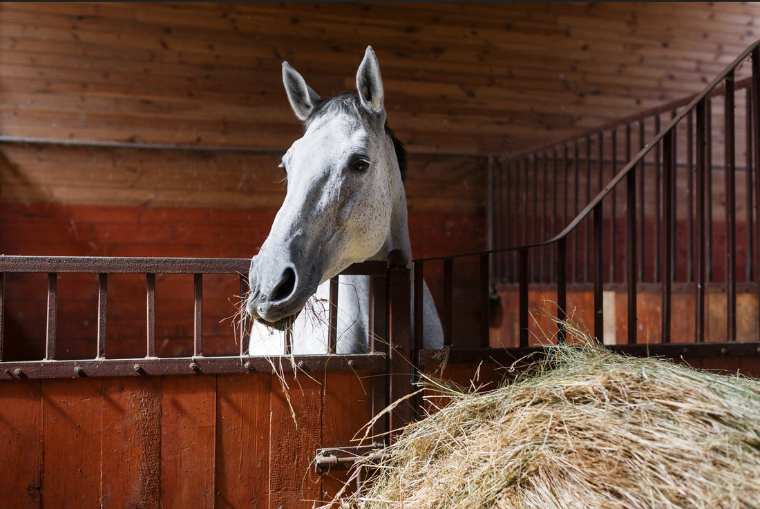 Understanding Hay Quality