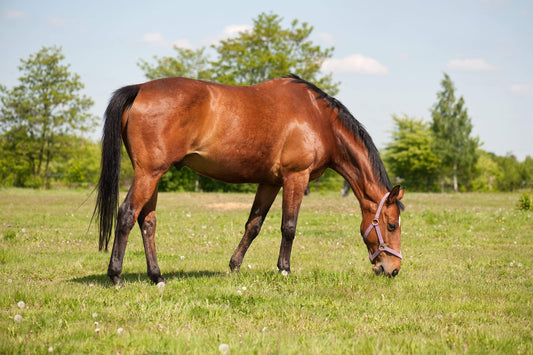 Feeding and horse behaviour