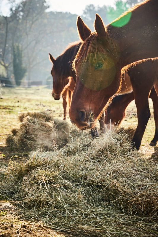 Guide to forages and feeding your horse