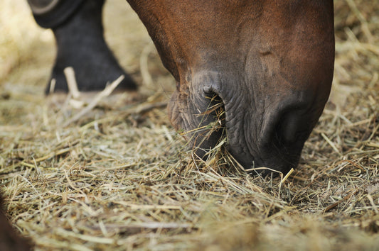 How and why the digestive system of the horse works best with a high fiber diet