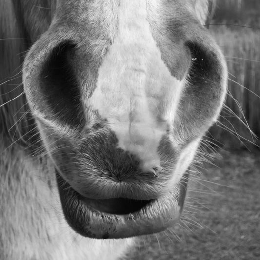 Don't wait until your horse starts coughing