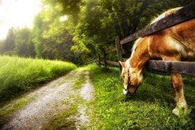Restricting calories while keeping our equine friends busy chewing