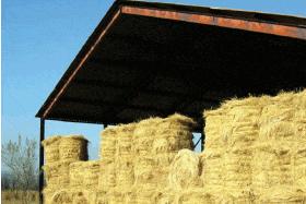 Maintaining your horse’s health with improved storage of hay