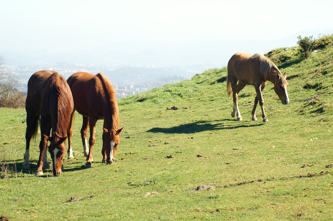 Natural grazing behaviour and the benefits