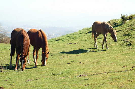 The equine gut: A forage-energy extracting conveyor belt