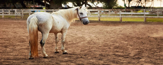 California and the challenges of keeping horses in arid climates